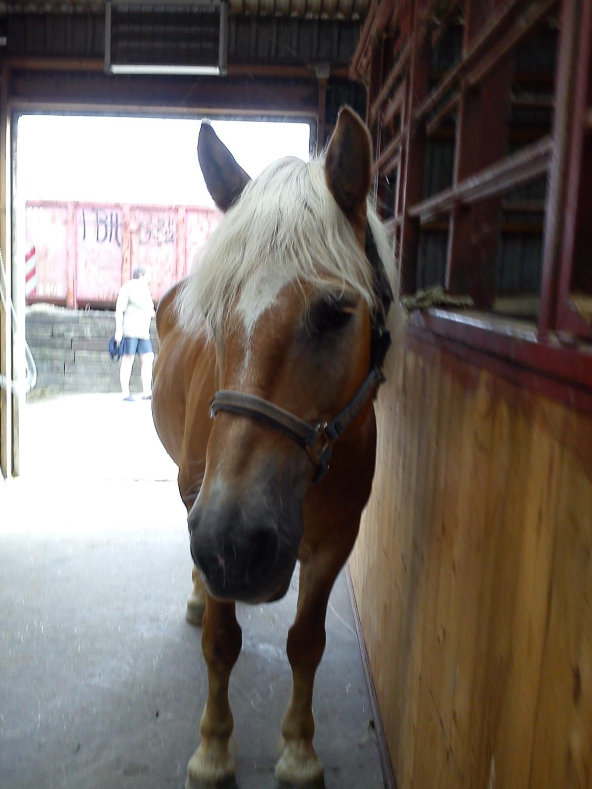 Haflinger Bamse billede 11