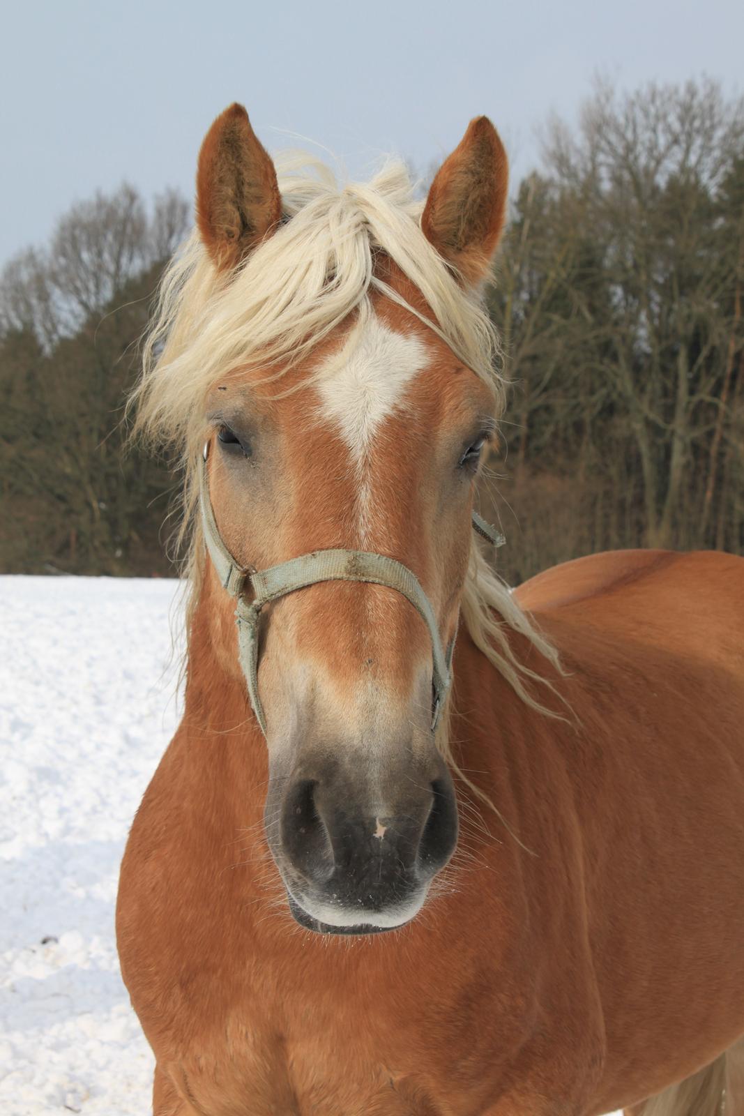 Haflinger Bamse - Dette billede er fire måneder efter han er ankommet... billede 12