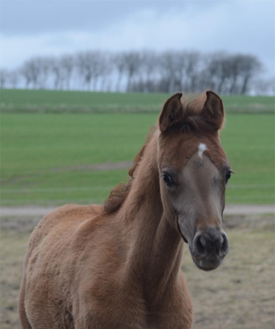 Arabisk fuldblod (OX) Rafiq billede 1