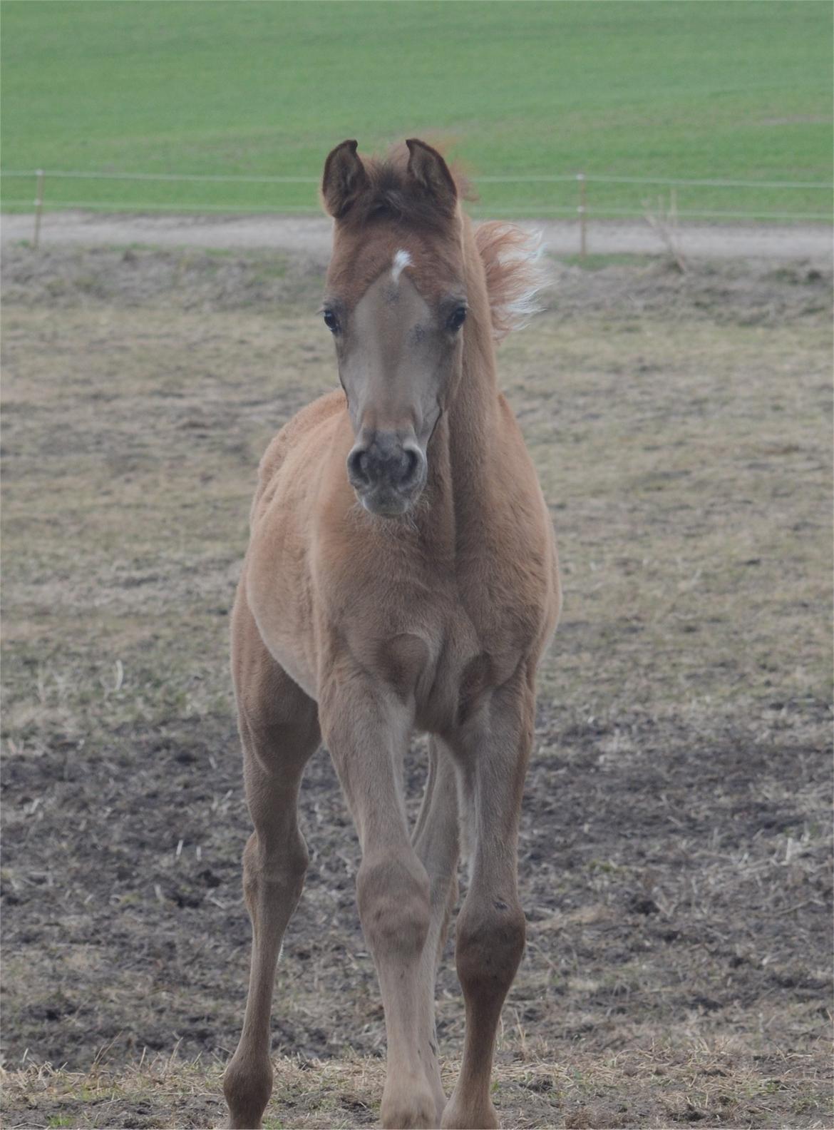 Arabisk fuldblod (OX) Rafiq billede 2