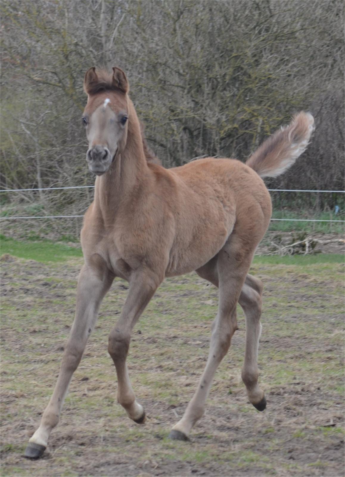 Arabisk fuldblod (OX) Rafiq billede 3