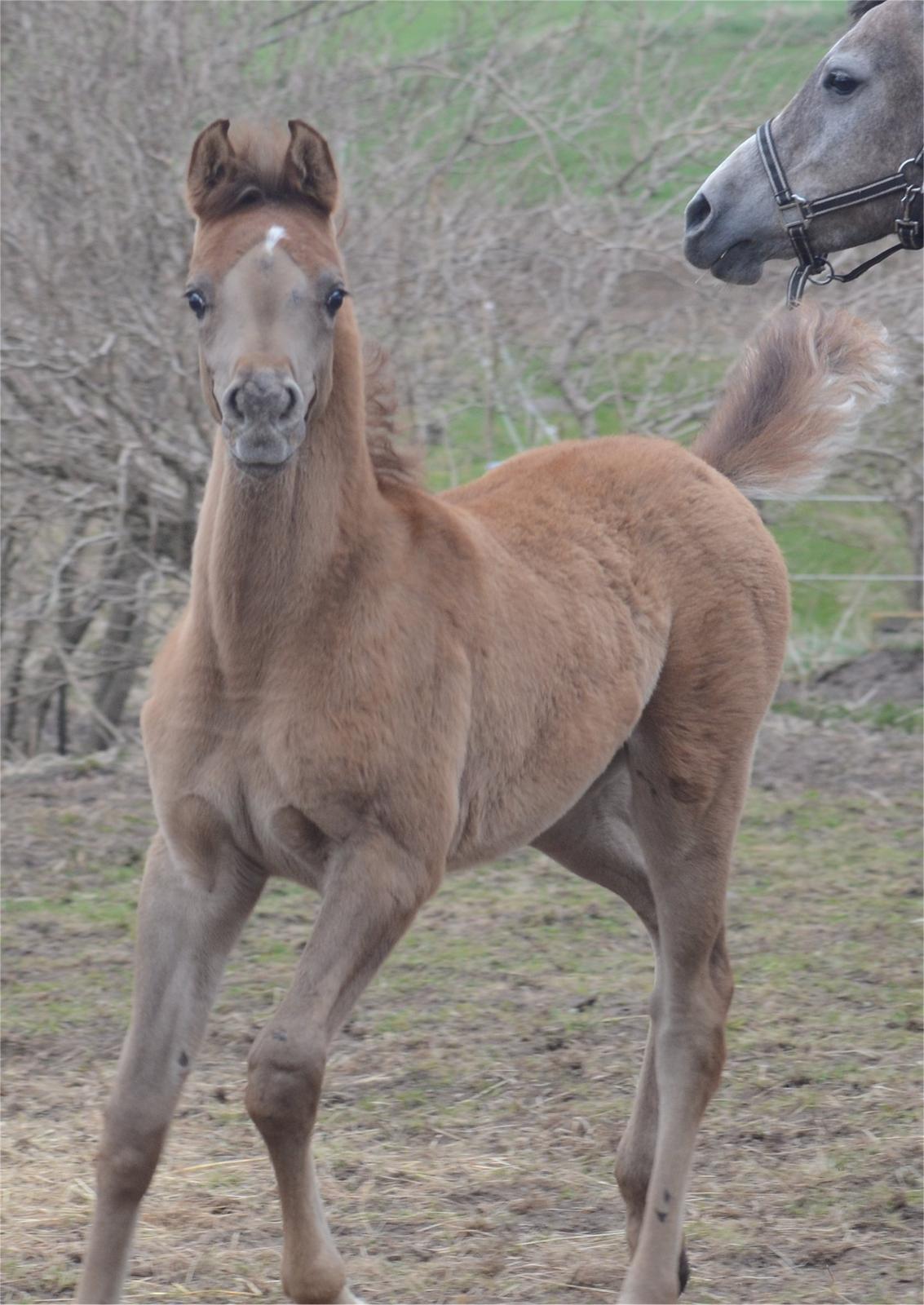 Arabisk fuldblod (OX) Rafiq billede 4