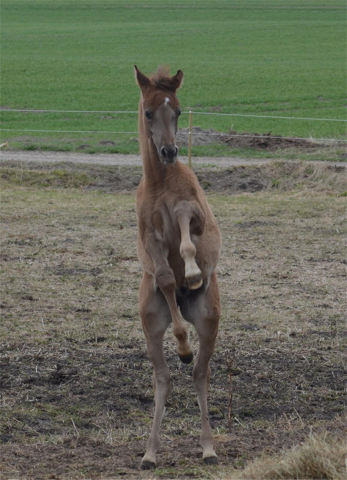 Arabisk fuldblod (OX) Rafiq billede 5