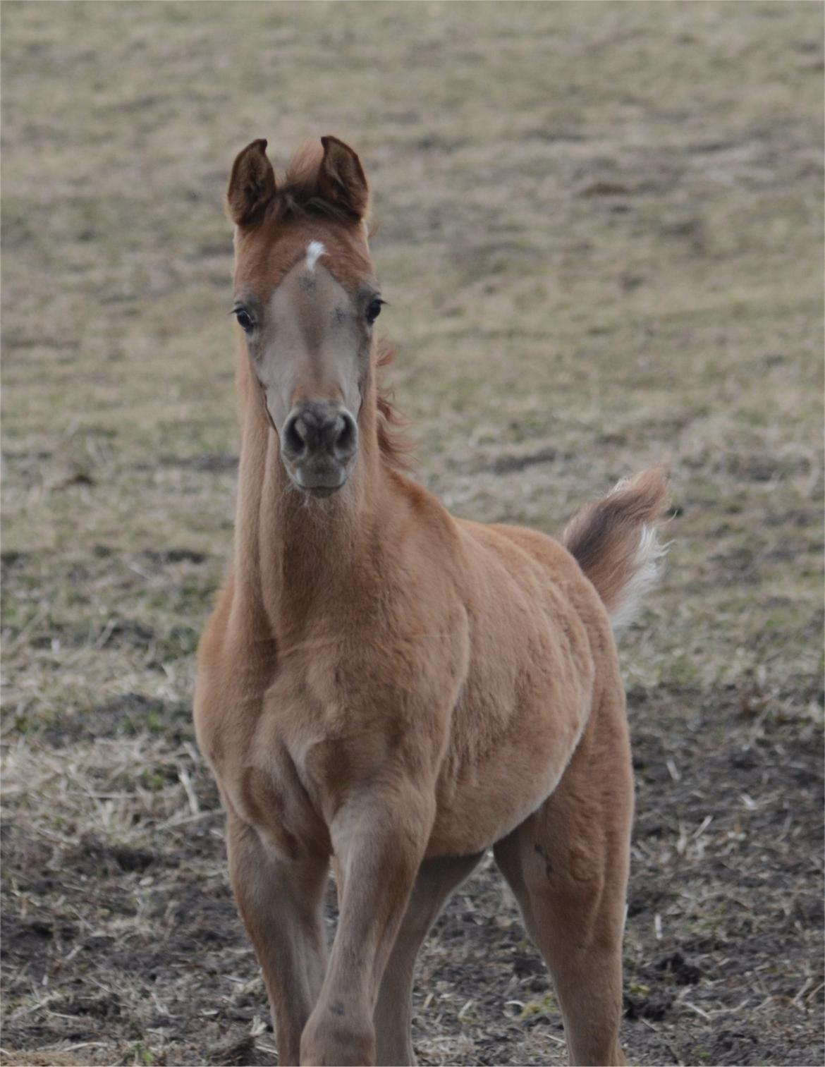 Arabisk fuldblod (OX) Rafiq billede 6