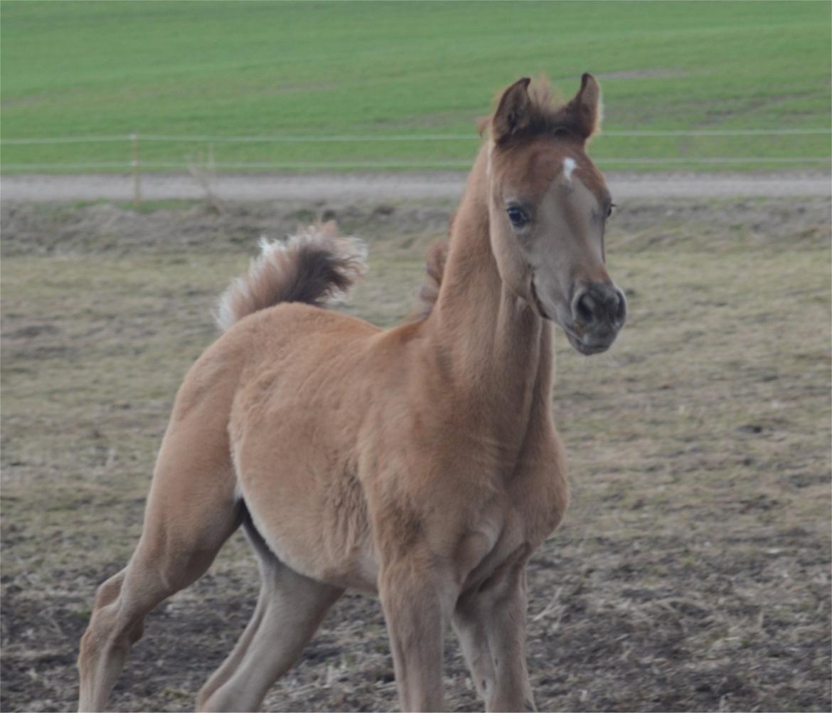 Arabisk fuldblod (OX) Rafiq billede 7