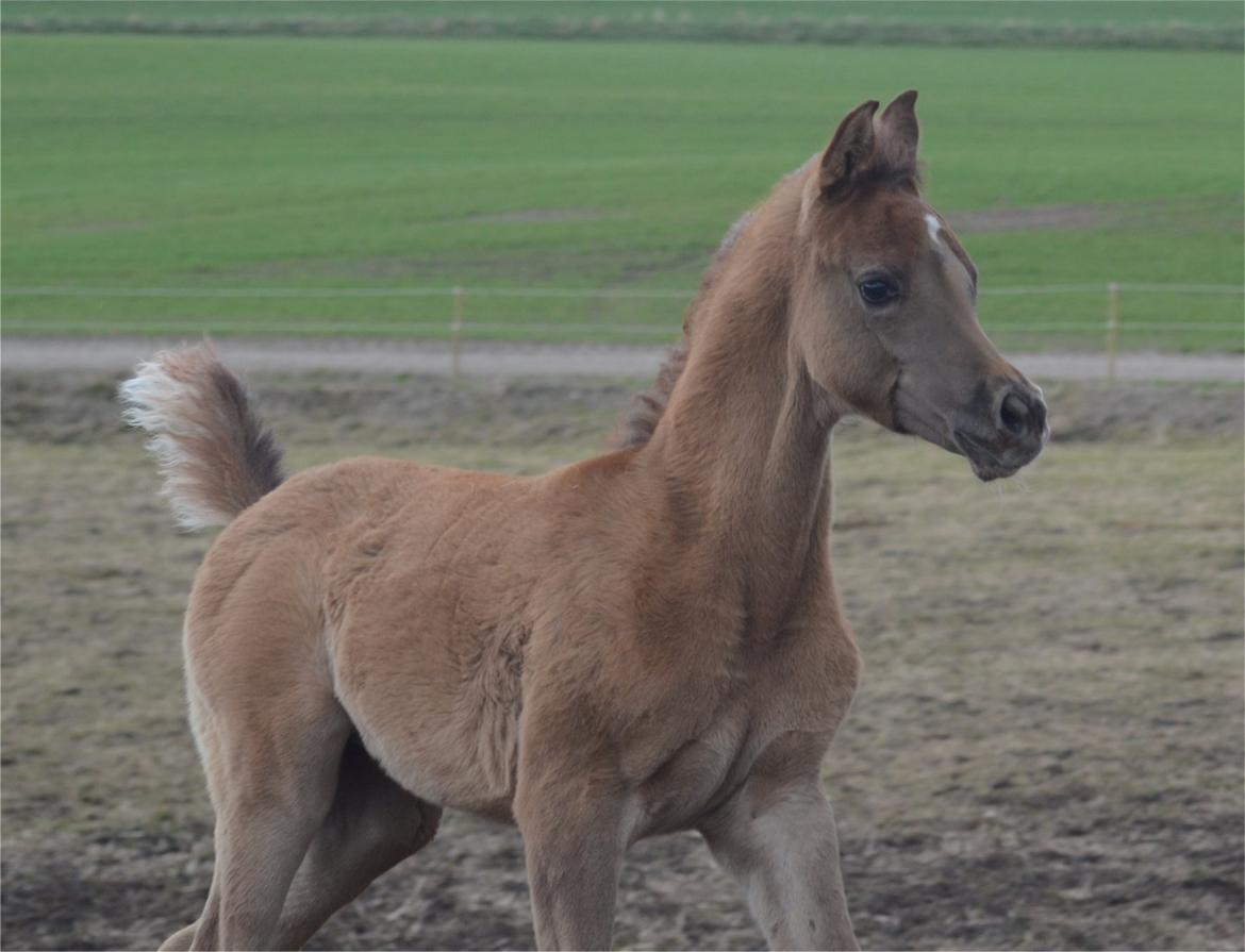 Arabisk fuldblod (OX) Rafiq billede 8