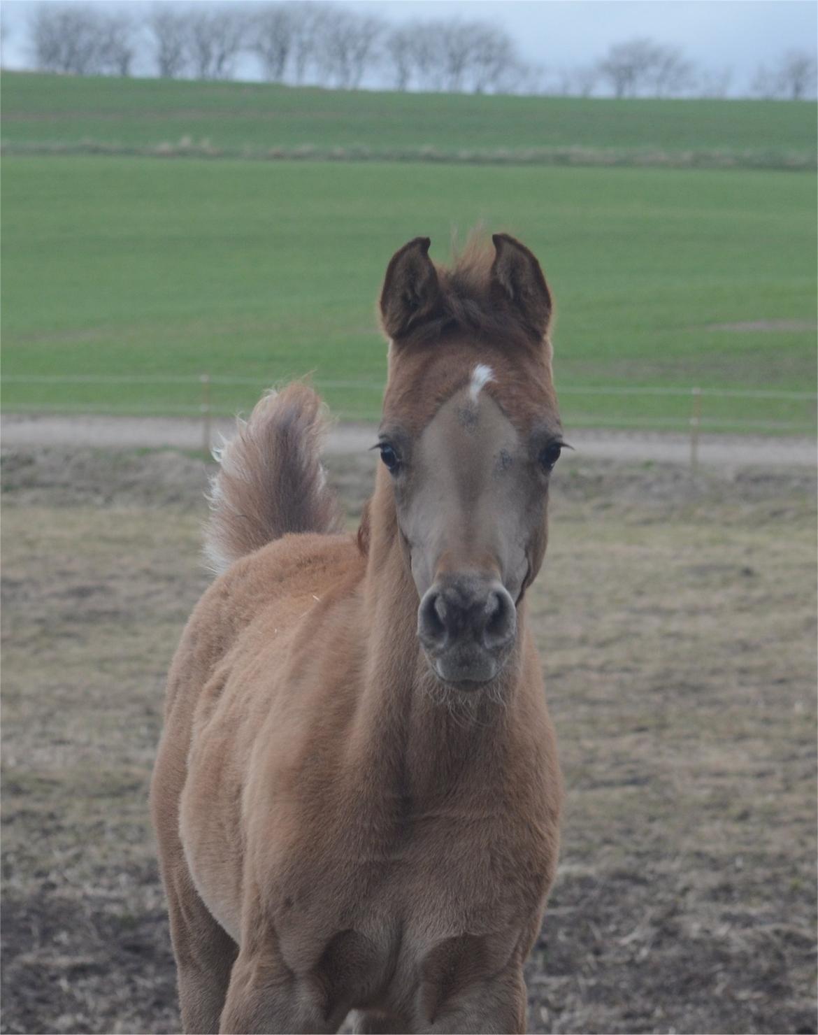 Arabisk fuldblod (OX) Rafiq billede 9