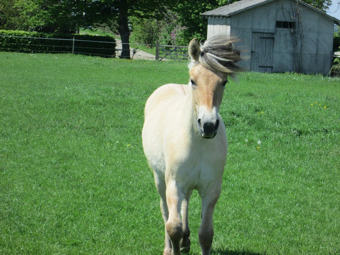 Fjordhest Curious just like me *Smilla* billede 33