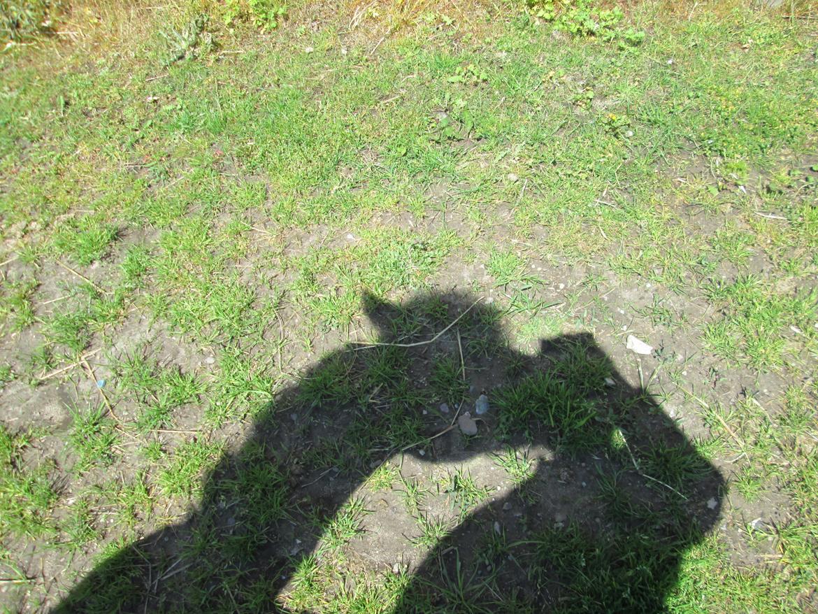 Fjordhest Curious just like me *Smilla* - Myzzer <3 billede 34