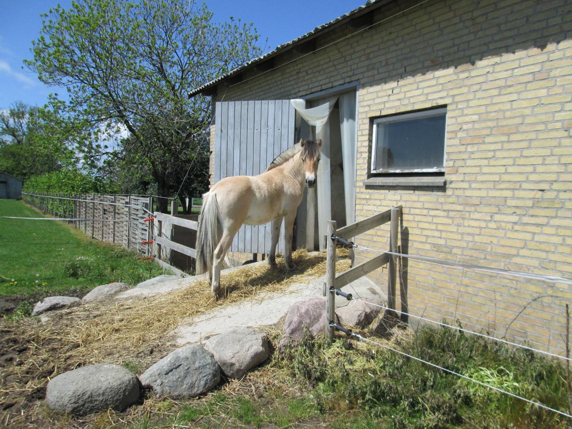 Fjordhest Curious just like me *Smilla* billede 35