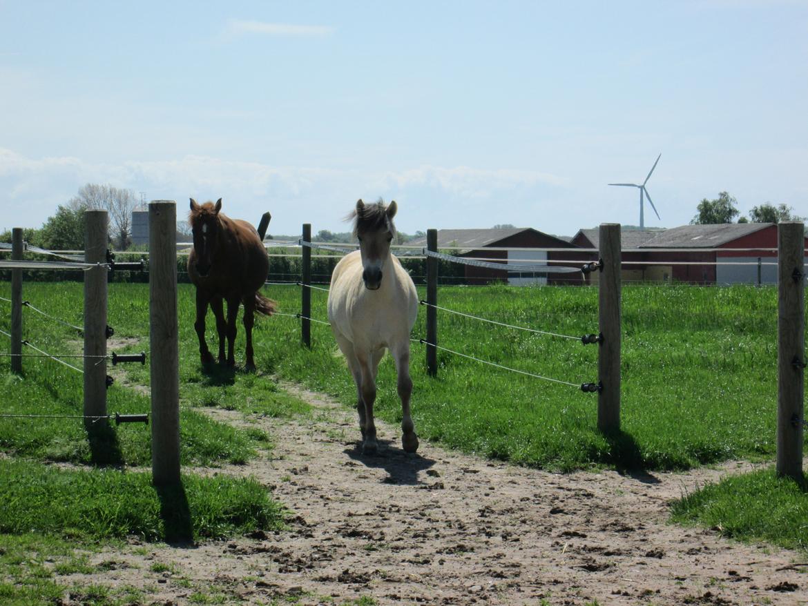 Fjordhest Curious just like me *Smilla* billede 36