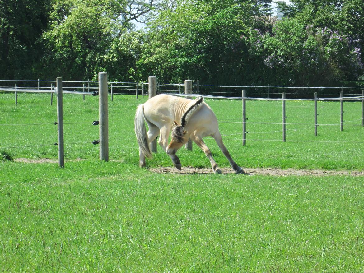 Fjordhest Curious just like me *Smilla* billede 37