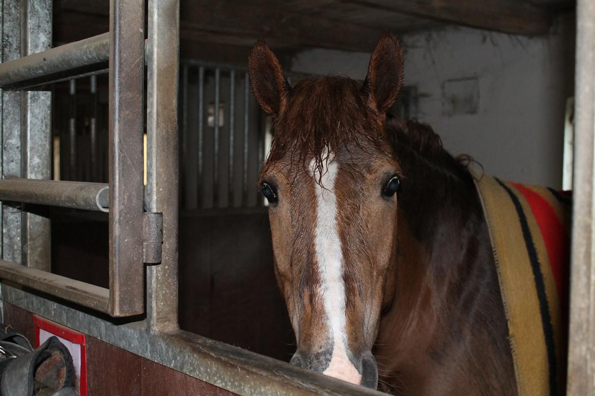 New Forest Engdalens Wendy - min bedste ven <3 - Hun er så sød når hun er våd! 22-5-13 <3 Foto: Mig billede 11