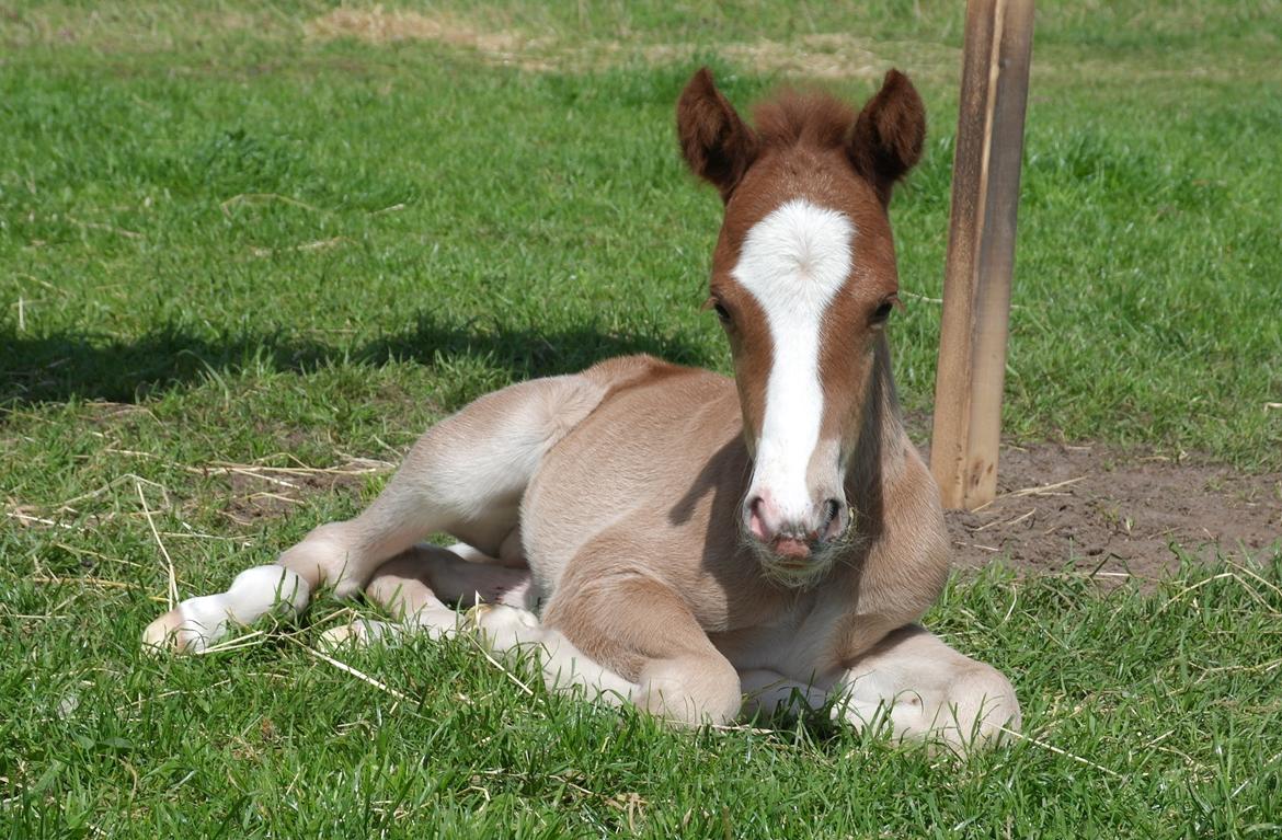 Aegidienberger Bertil billede 2