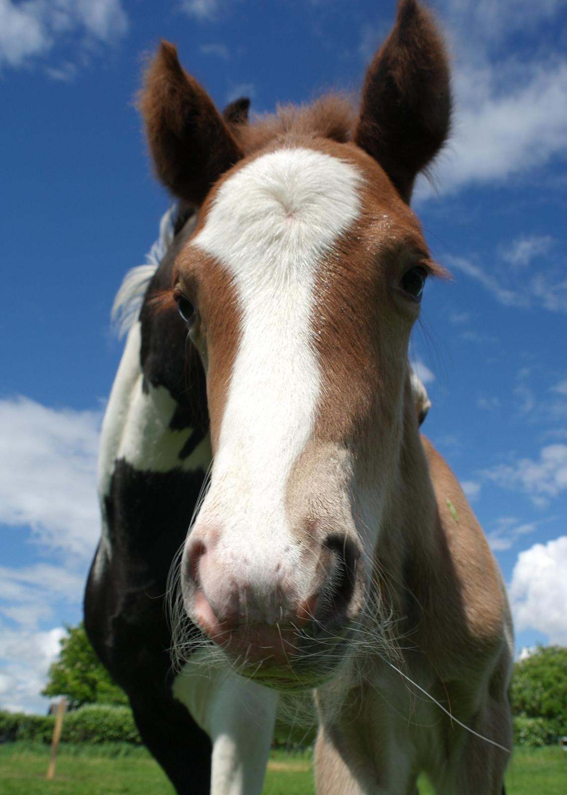 Aegidienberger Bertil billede 1