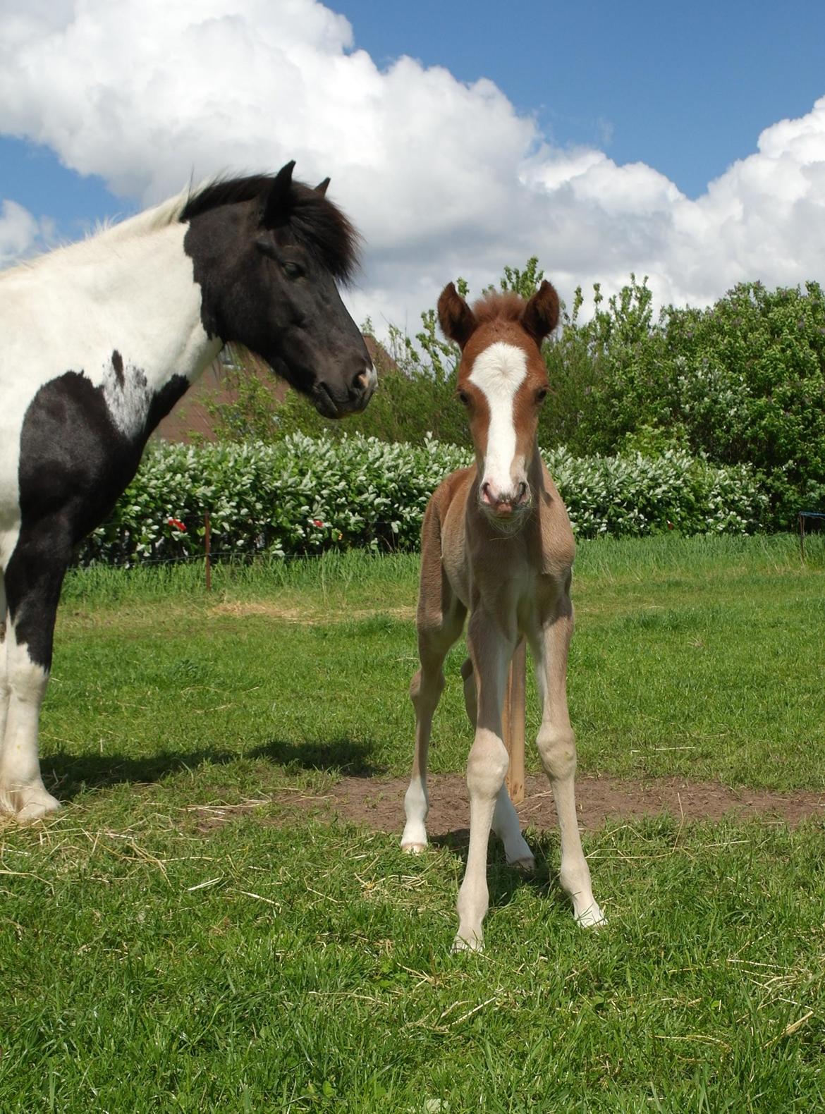 Aegidienberger Bertil billede 3