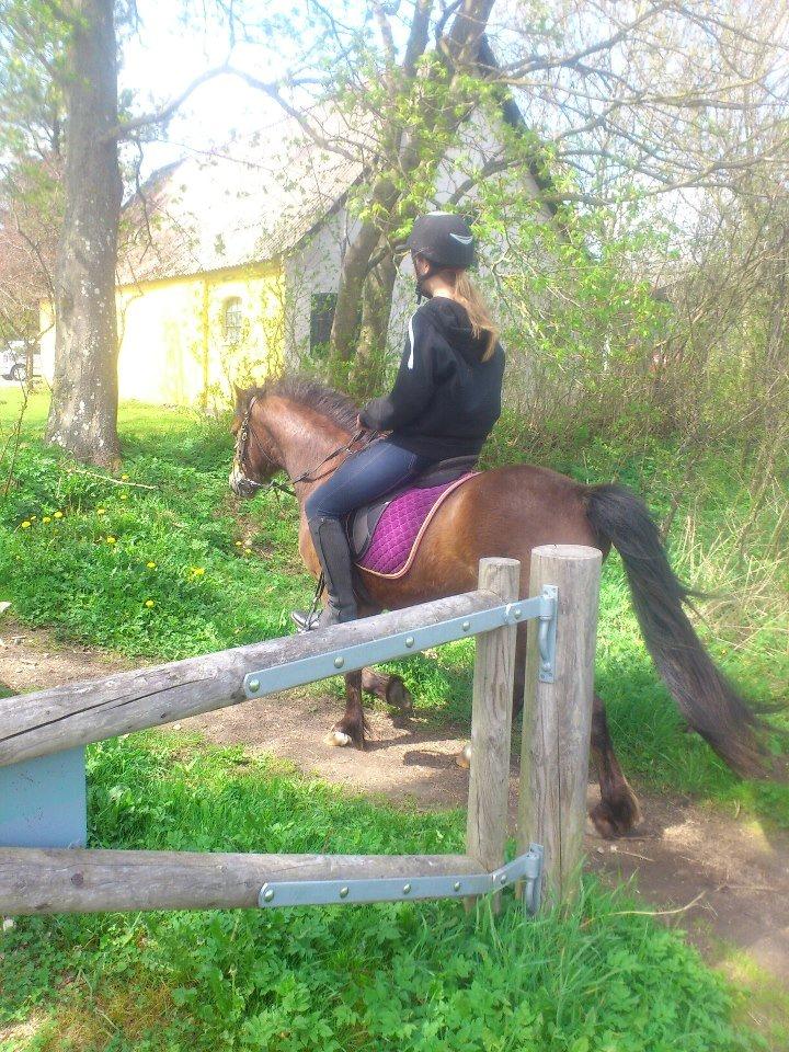 Welsh Pony af Cob-type (sec C) Gribsvads Mango billede 2