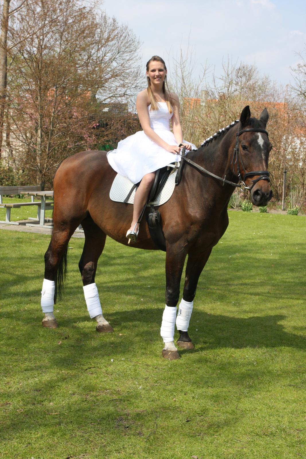 Trakehner Leonhard ( bamse ) - Til min veninde's konfirmation ( helena ) billede 8