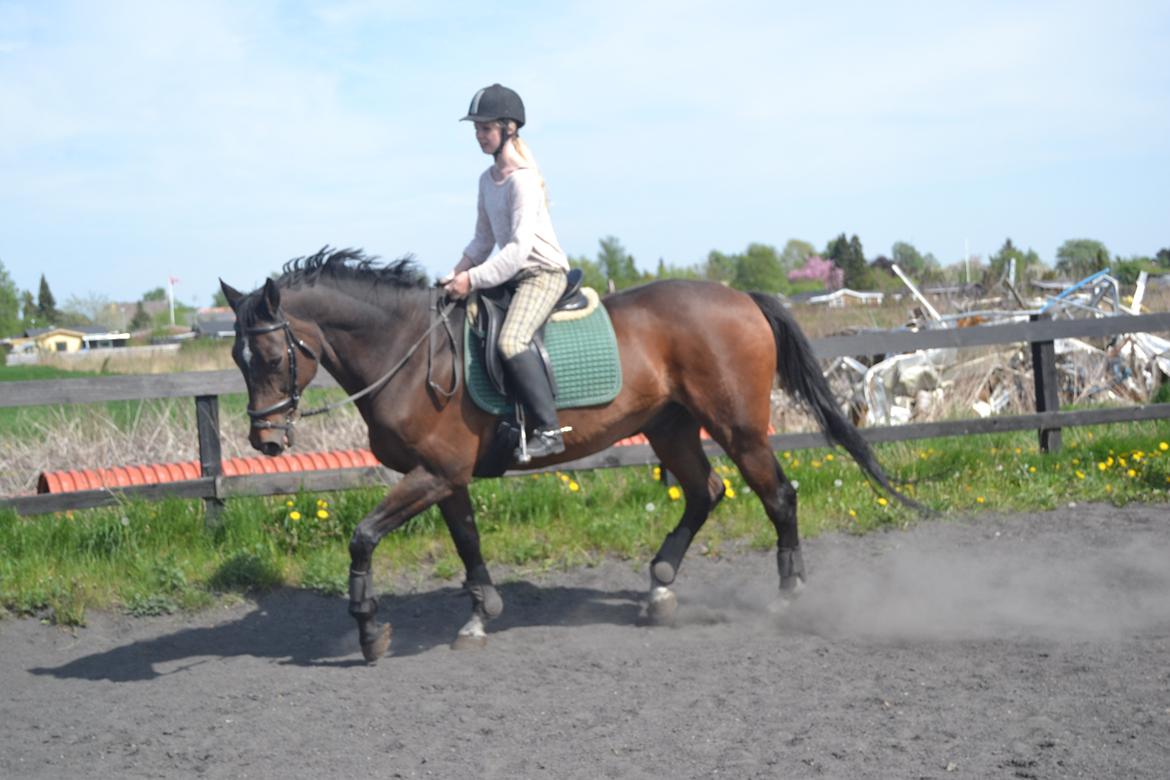 Trakehner Leonhard ( bamse ) - Dressur, letridning. billede 2
