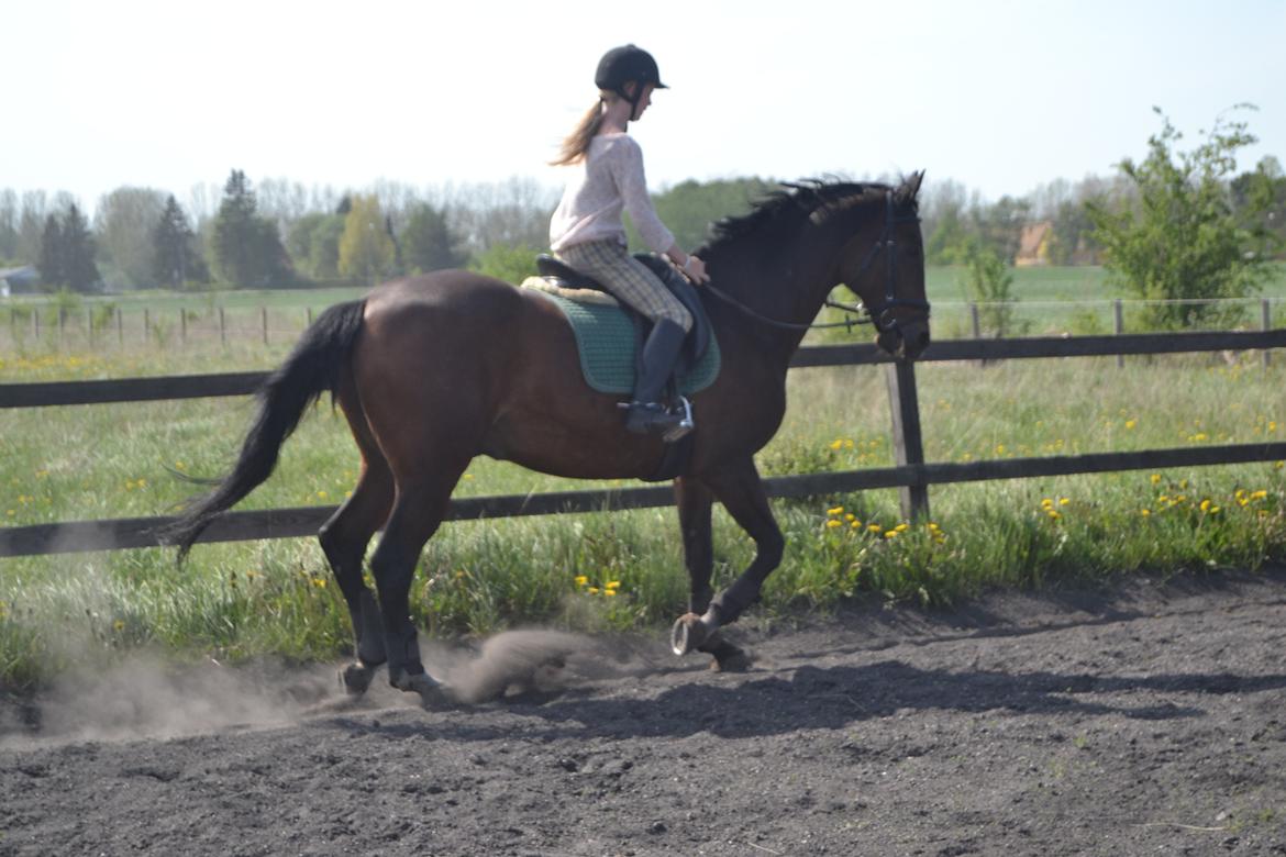Trakehner Leonhard ( bamse ) - Gallop billede 11