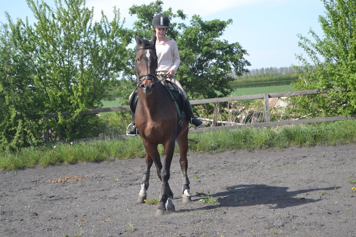 Trakehner Leonhard ( bamse ) - Forsøg på schenkelvigning billede 14