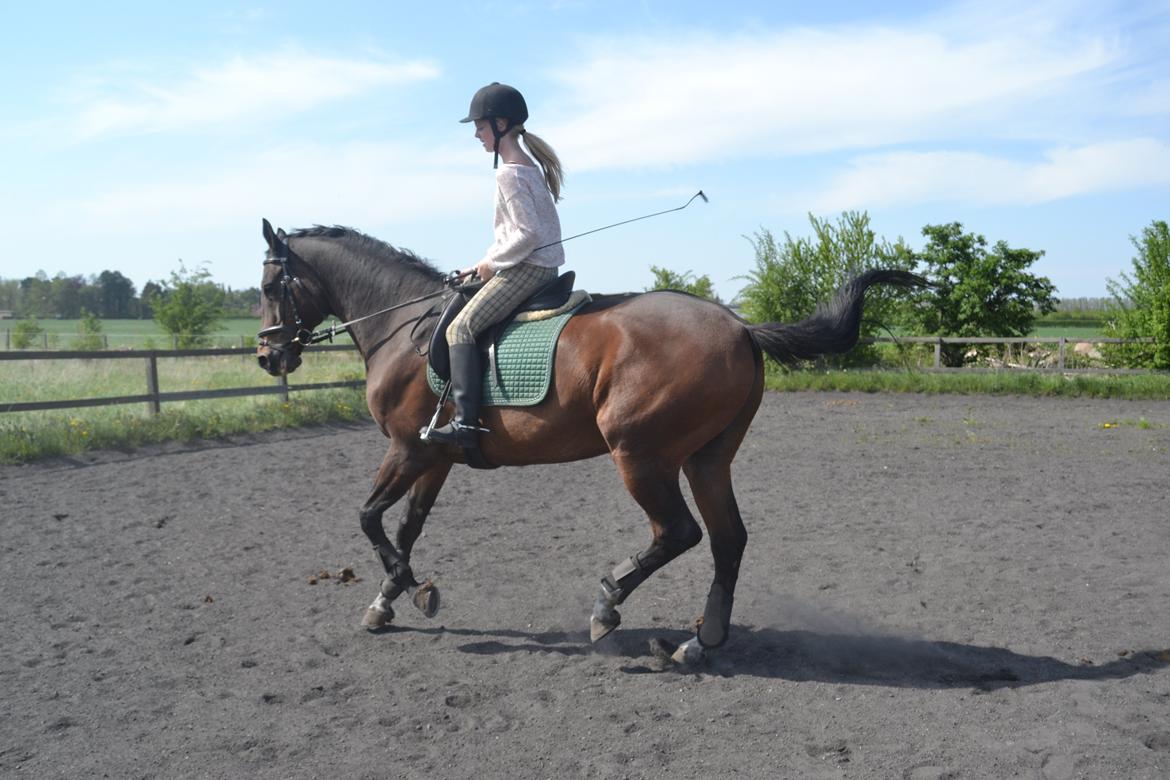 Trakehner Leonhard ( bamse ) - Gallop anspring billede 3