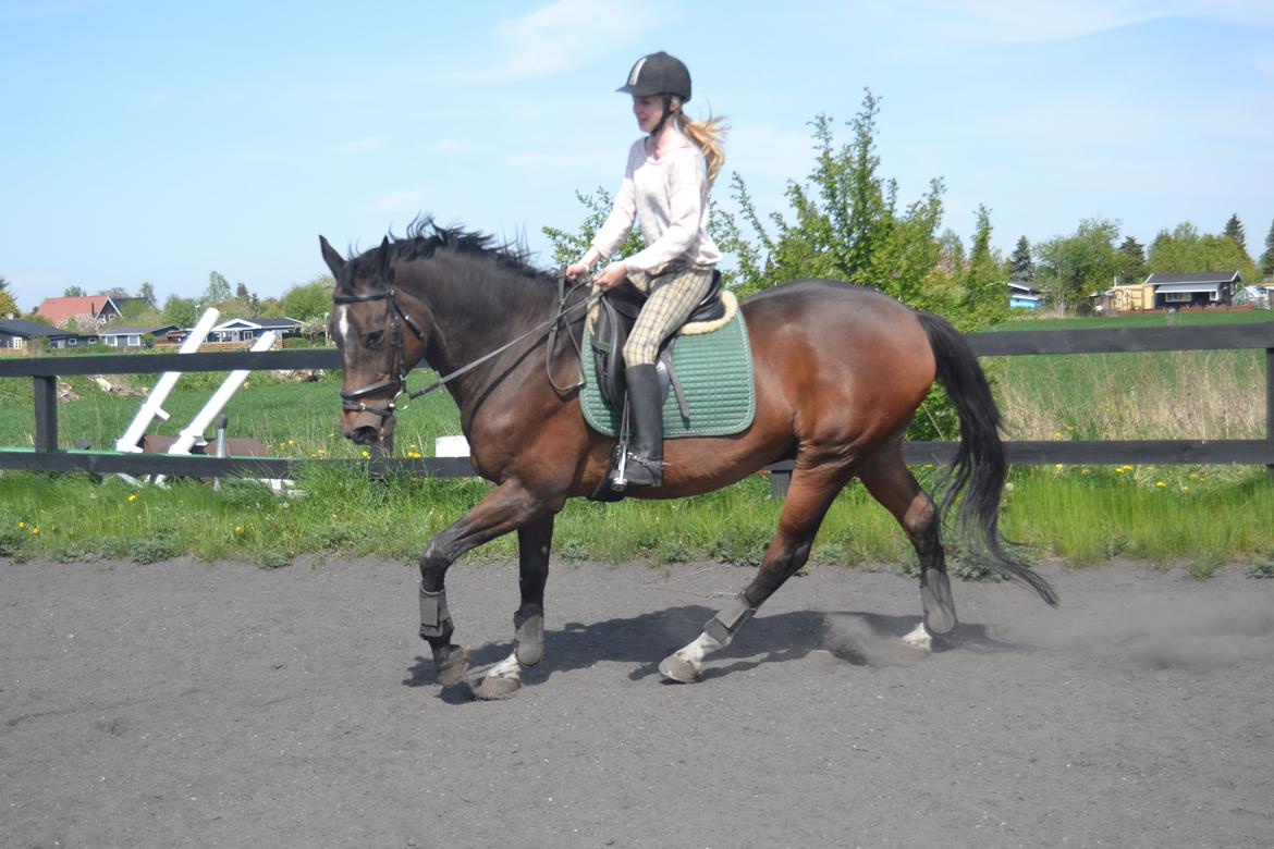 Trakehner Leonhard ( bamse ) - Trav dressur  billede 6