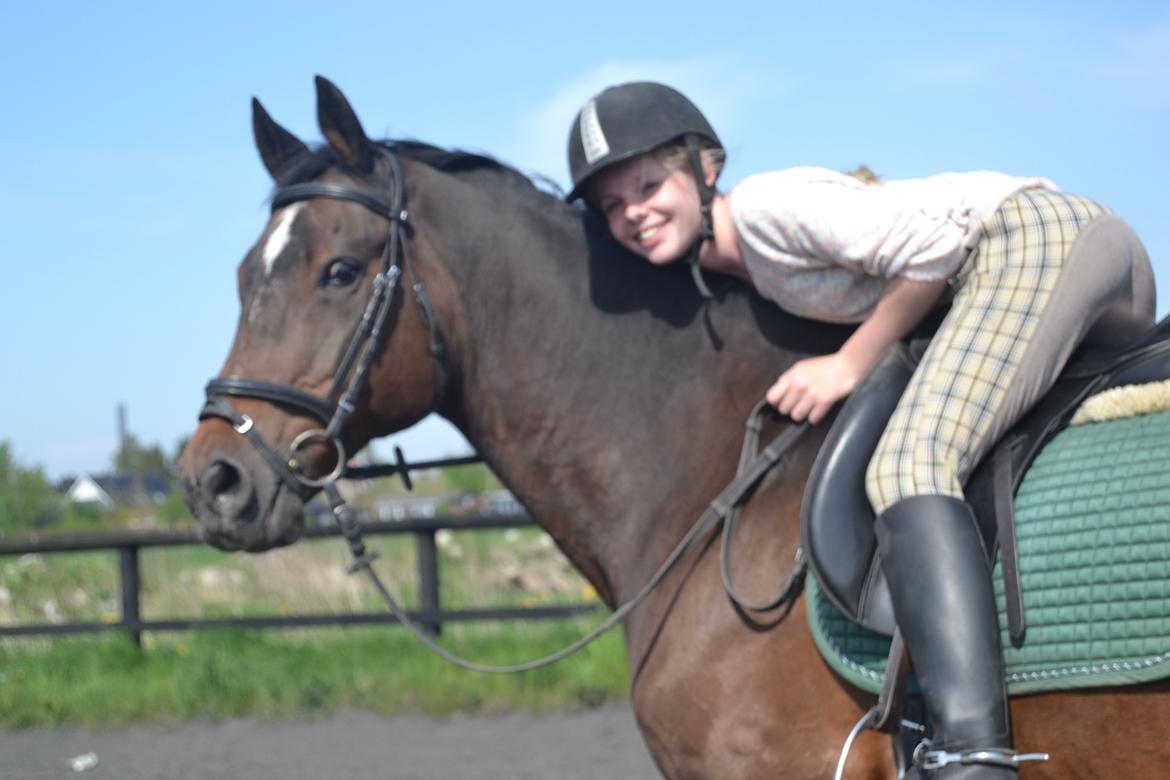 Trakehner Leonhard ( bamse ) - Mig og Bamse billede 7