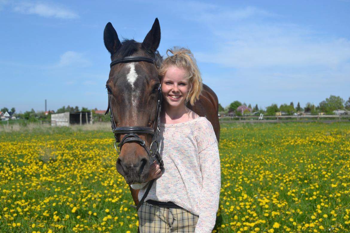 Trakehner Leonhard ( bamse ) billede 9