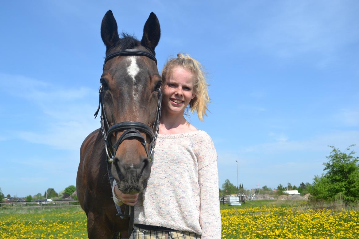 Trakehner Leonhard ( bamse ) billede 1