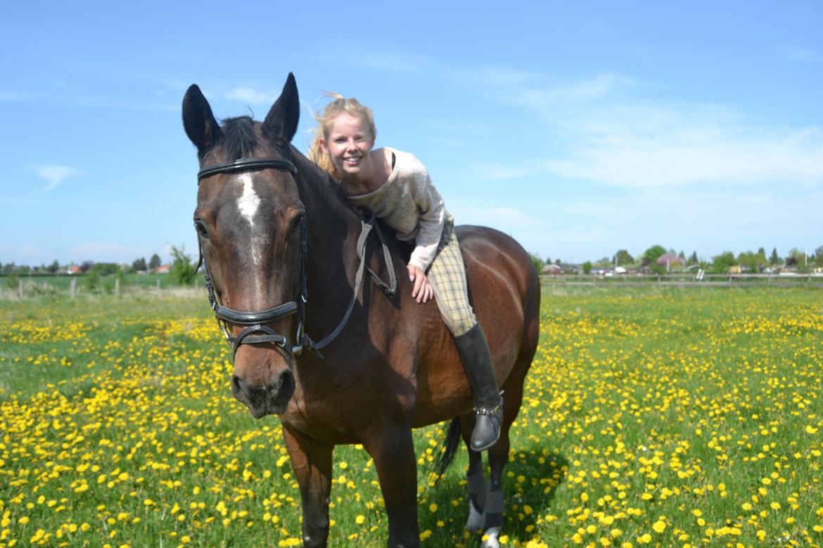 Trakehner Leonhard ( bamse ) billede 15