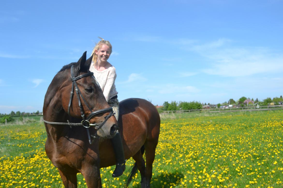 Trakehner Leonhard ( bamse ) billede 10