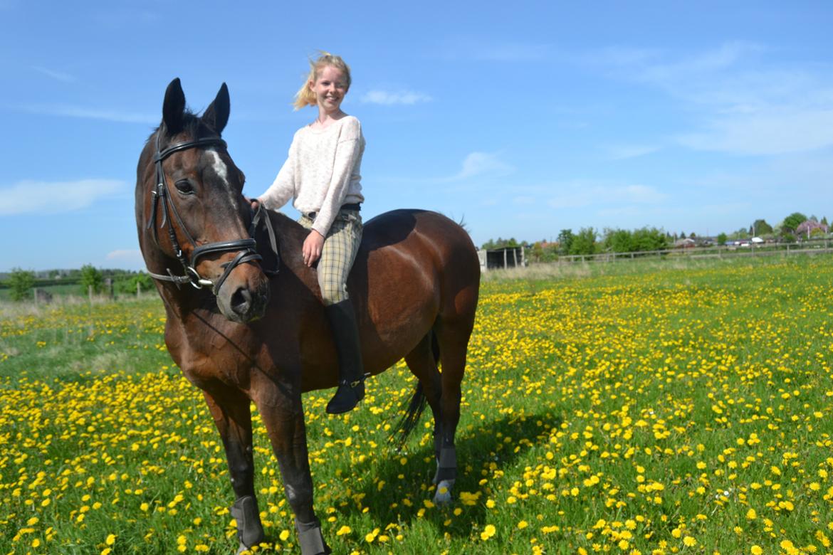 Trakehner Leonhard ( bamse ) billede 16