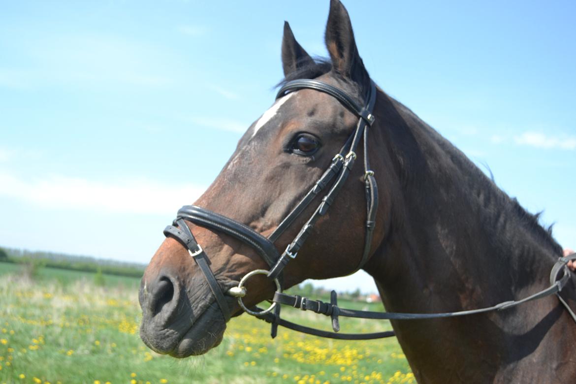 Trakehner Leonhard ( bamse ) billede 5