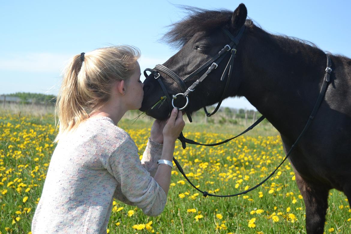 Shetlænder Harley billede 8