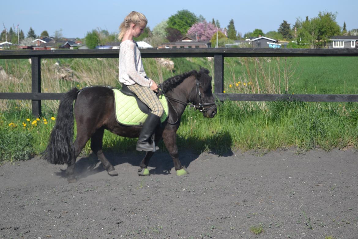 Shetlænder Harley billede 16