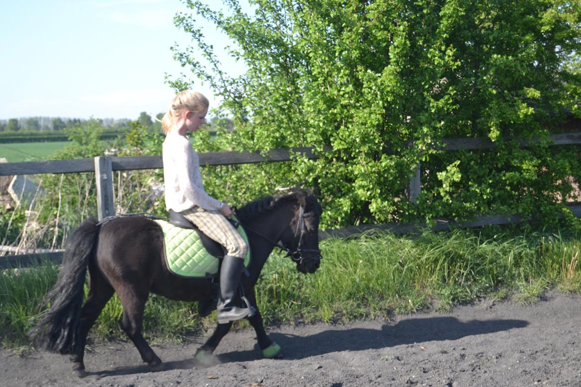 Shetlænder Harley - Dressur 2013 billede 2