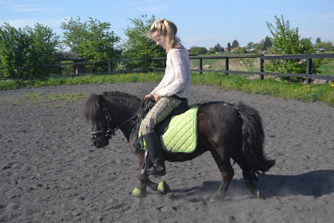 Shetlænder Harley - dressur billede 11