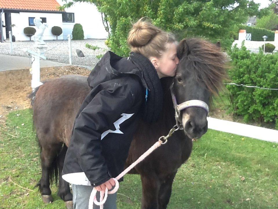 Shetlænder Filur billede 4