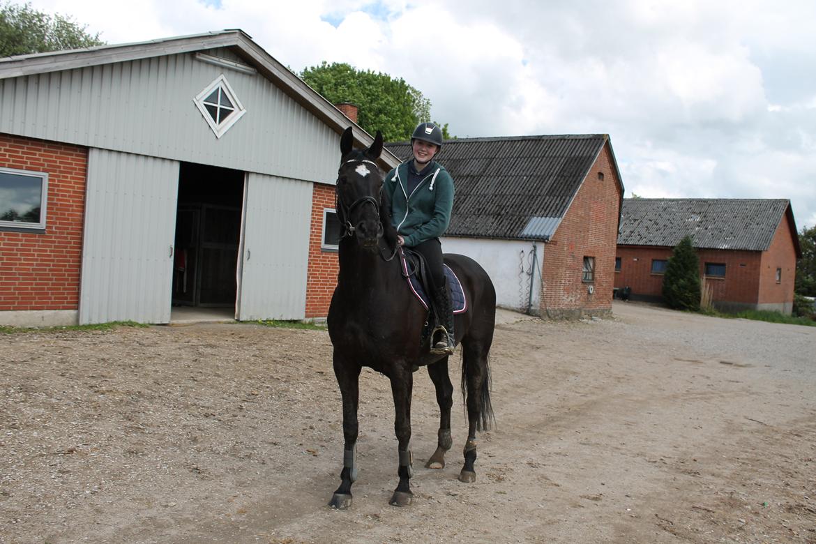 Dansk Varmblod ANEMONE N billede 3