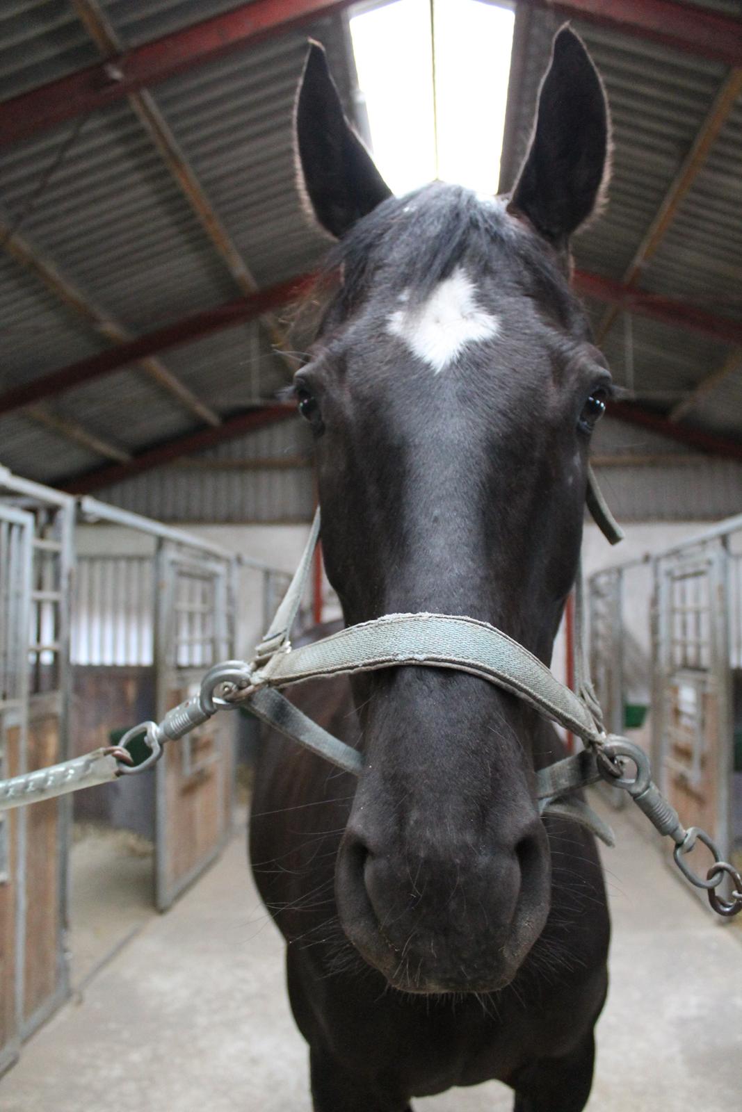 Dansk Varmblod ANEMONE N billede 6