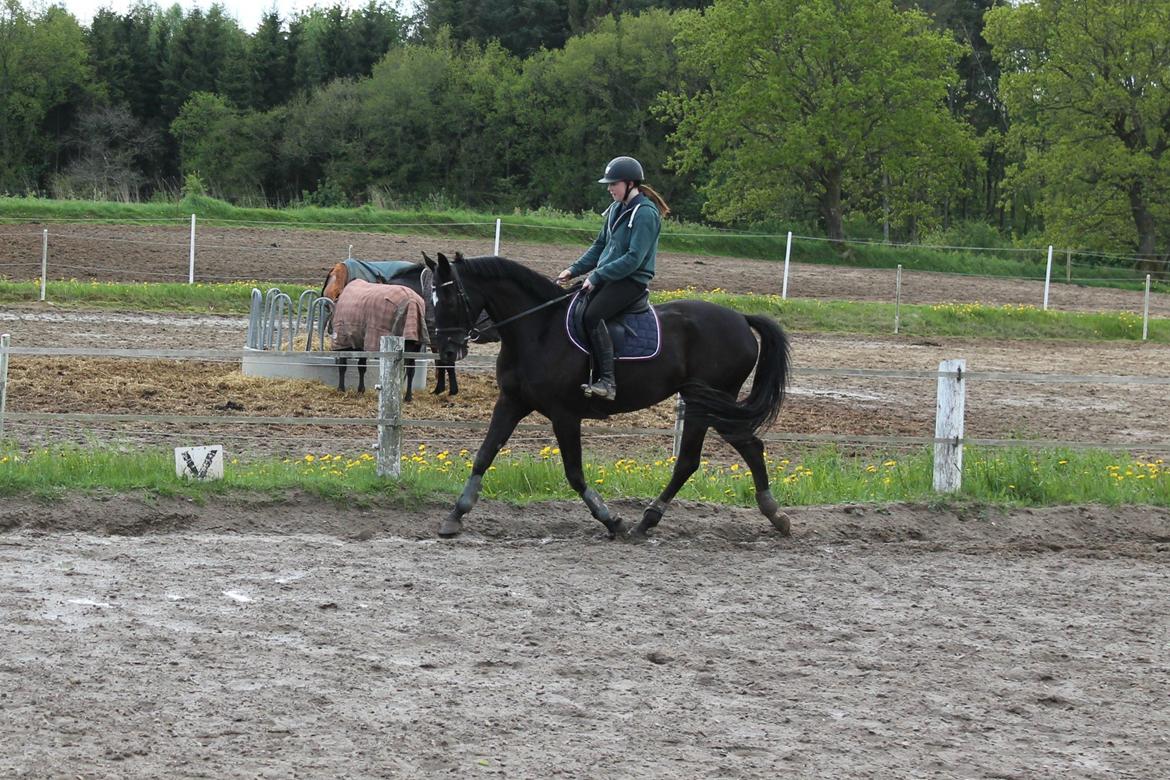 Dansk Varmblod ANEMONE N billede 7