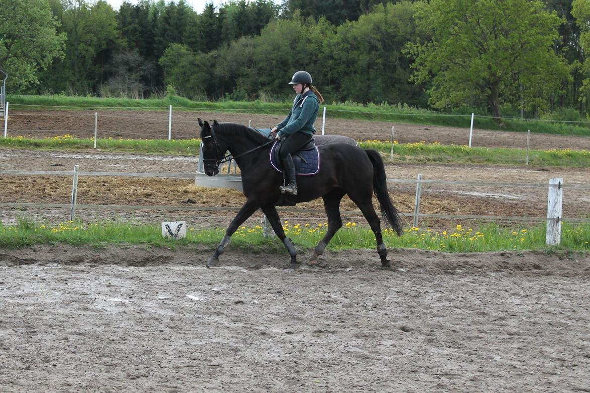 Dansk Varmblod ANEMONE N billede 4