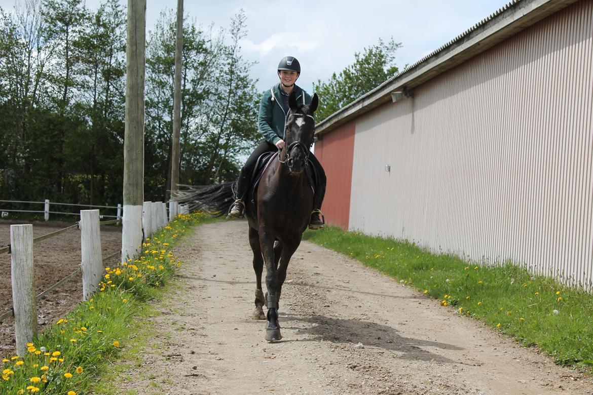 Dansk Varmblod ANEMONE N billede 8