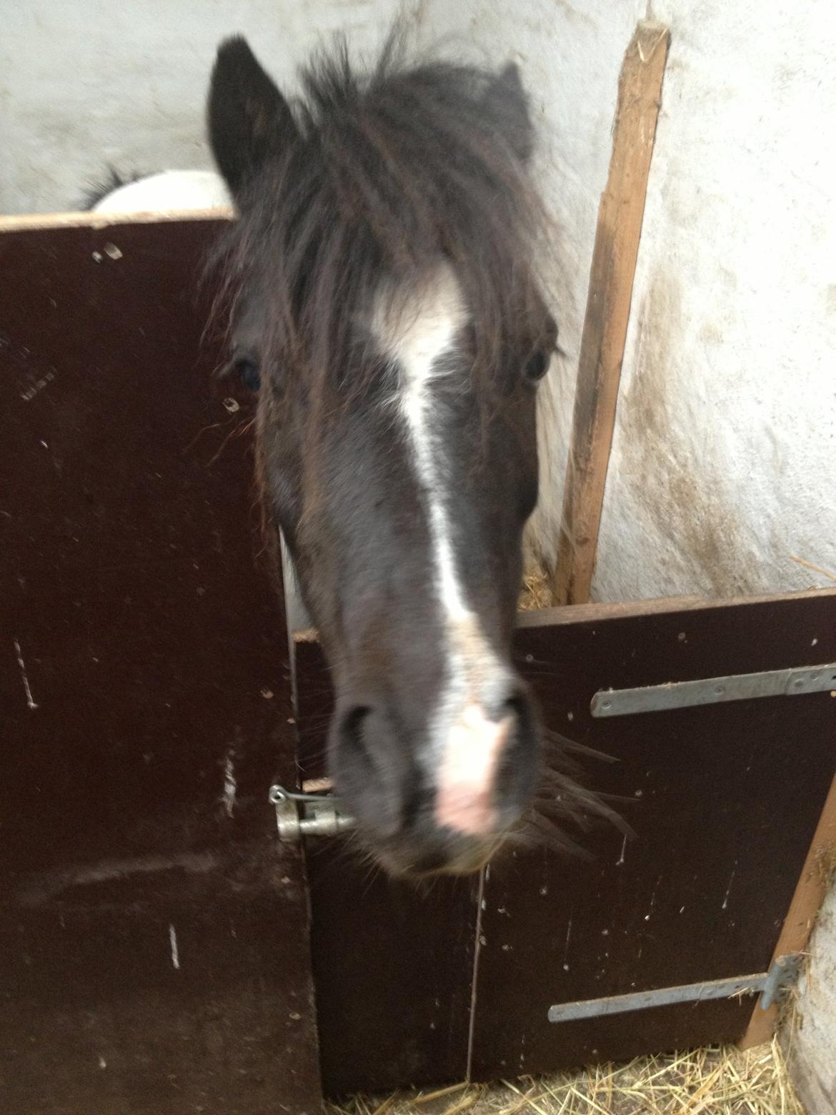 Anden særlig race Perle billede 2