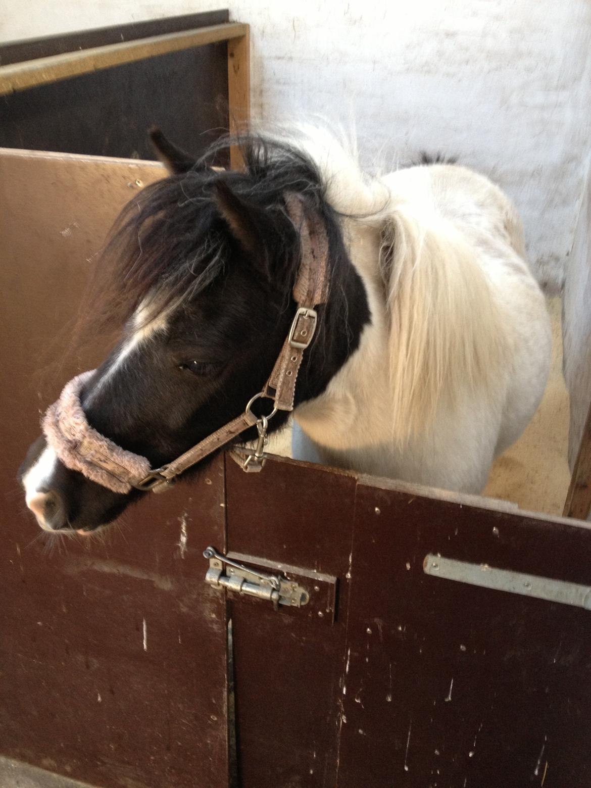 Anden særlig race Perle billede 1