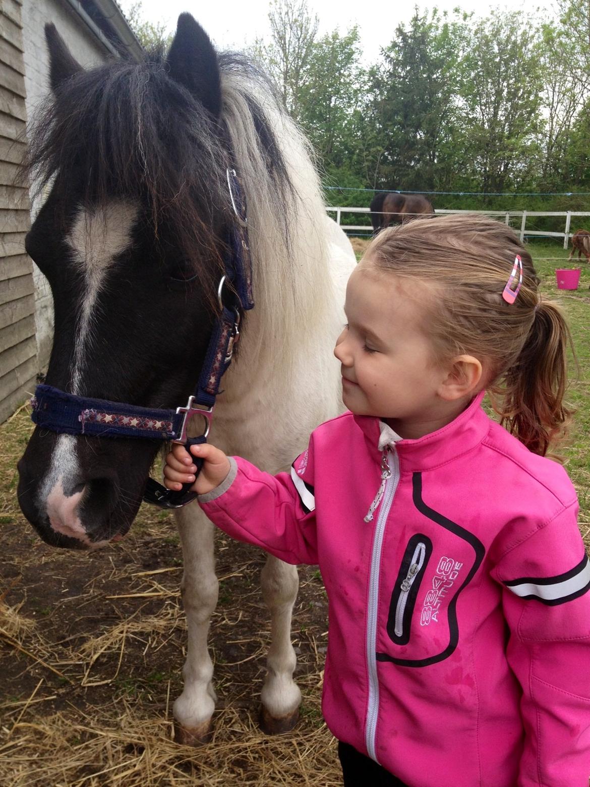 Anden særlig race Perle billede 4