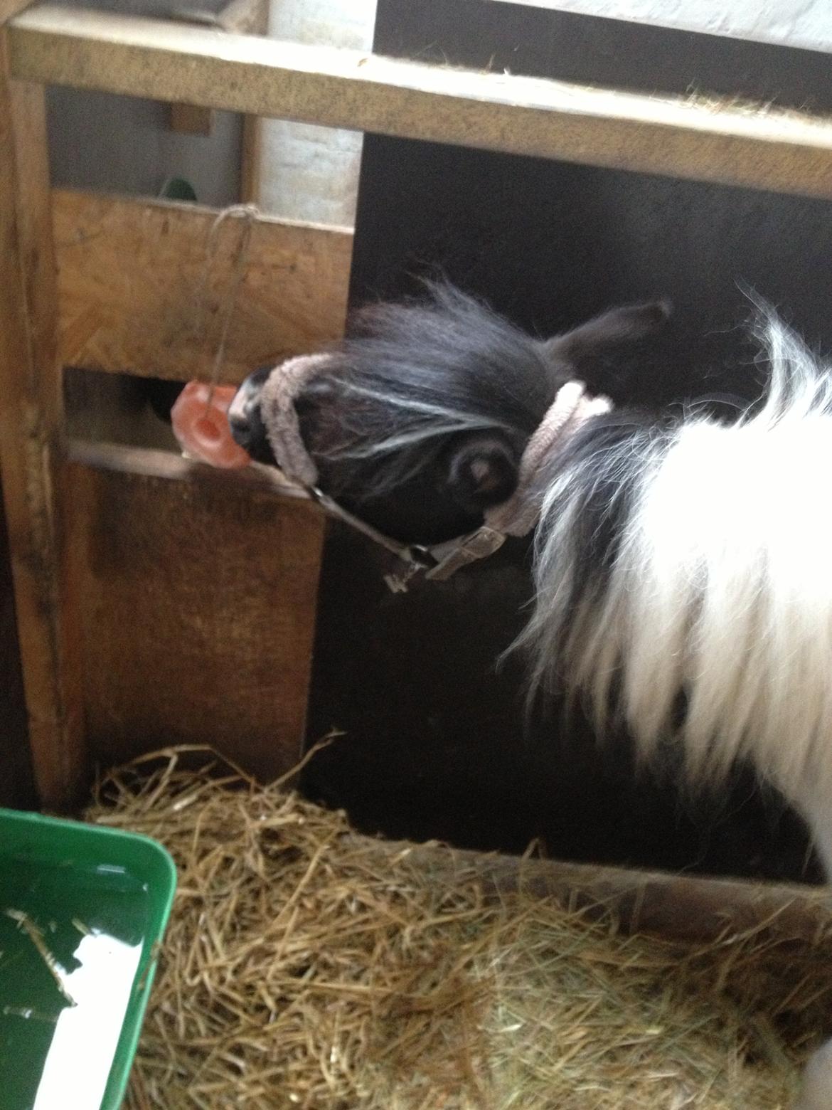 Anden særlig race Perle billede 5