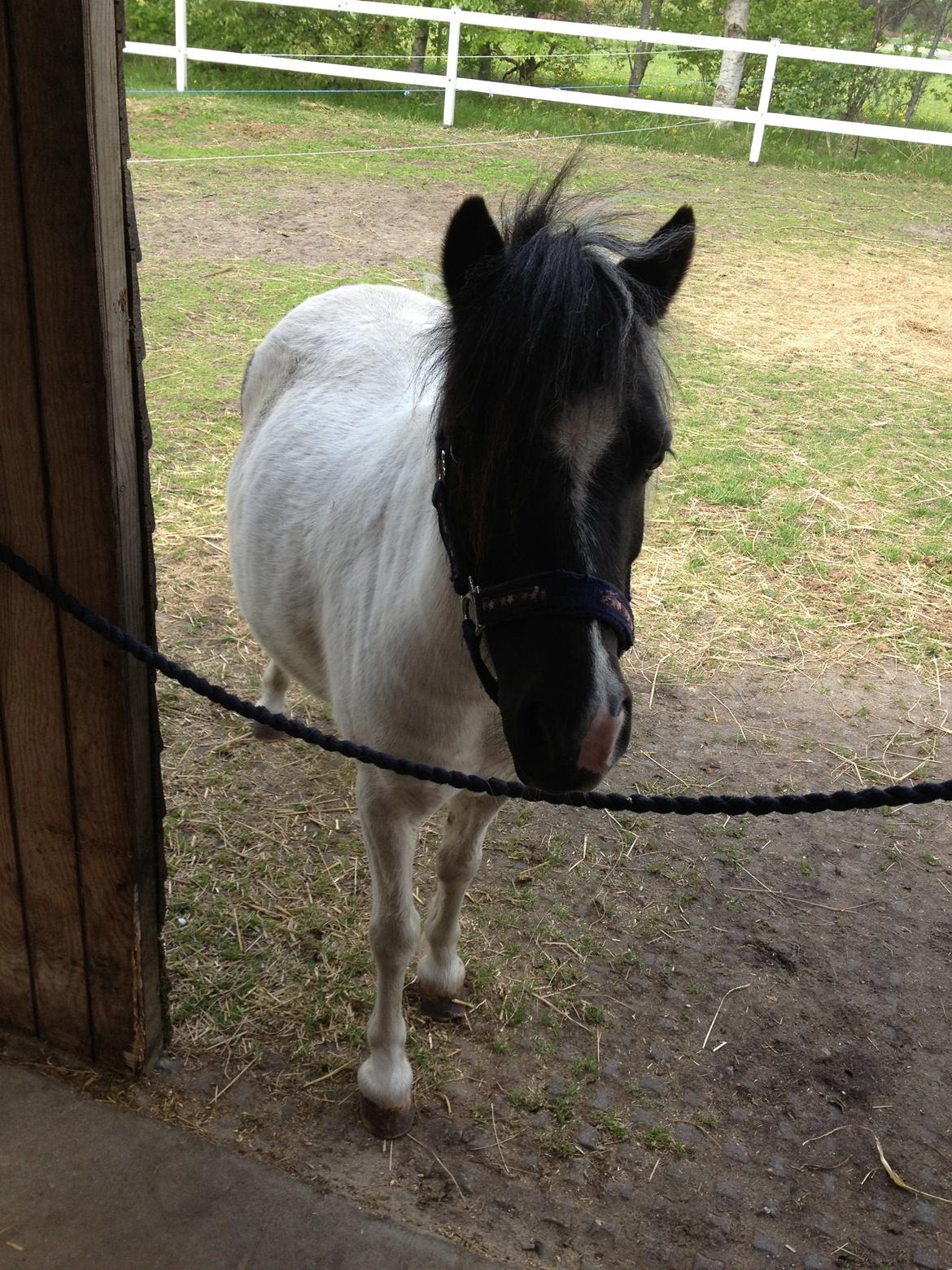 Anden særlig race Perle billede 6