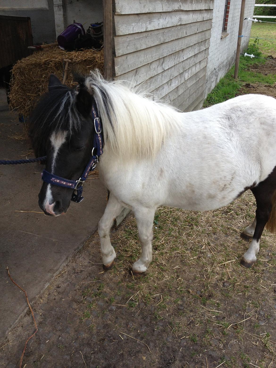 Anden særlig race Perle billede 7
